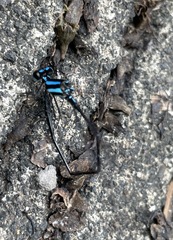 Prodasineura integra