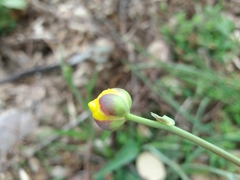 Ranunculus bupleuroides