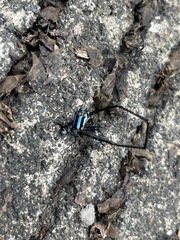 Prodasineura integra