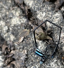 Prodasineura integra