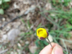 Ranunculus bupleuroides