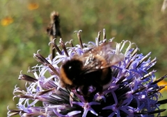 Bombus
