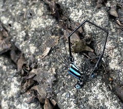 Prodasineura integra