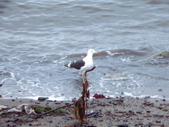 Larus dominicanus