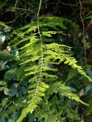 Asparagus tenuifolius
