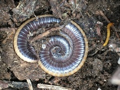 Paeromopodidae
