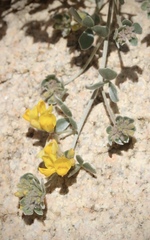Acmispon argophyllus argophyllus