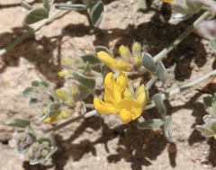 Acmispon argophyllus argophyllus