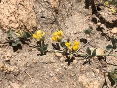 Acmispon argophyllus argophyllus