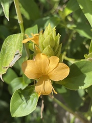 Barleria crossandriformis