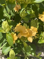 Barleria crossandriformis