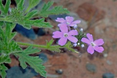 Glandularia mendocina