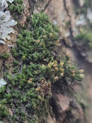 Orthotrichum diaphanum