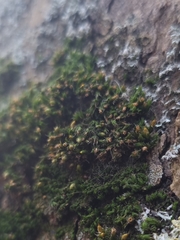 Orthotrichum diaphanum