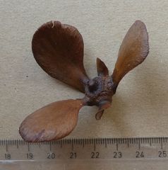 Ancistrocladus