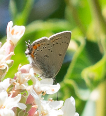 Satyrium californica