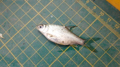 Barbonymus gonionotus