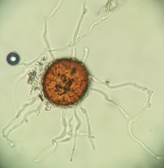 Erysiphe