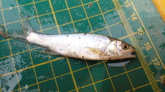 Opsariichthys pachycephalus