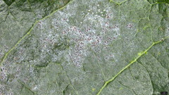 Erysiphe