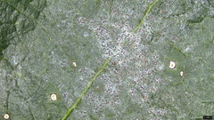 Erysiphe