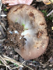 Discinaceae