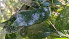 Erysiphe