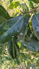 Erysiphe