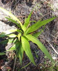 Image of Eryngium yuccifolium