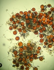 Erysiphe