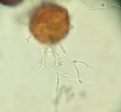 Erysiphe