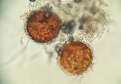 Erysiphe