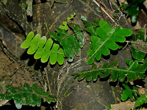 Arthropteris palisotii (Arthropteris palisotii)