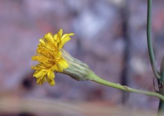 Hypochaeris chondrilloides