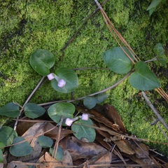 Mitchella repens image