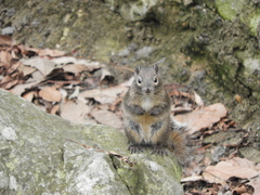 Sciurotamias davidianus