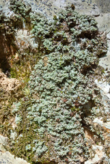 Leprocaulaceae