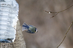 Cyanistes caeruleus
