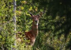 Cervus nippon sichuanicus