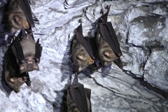 Hipposideros armiger