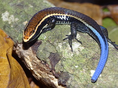 Smooth Tegu photo 2