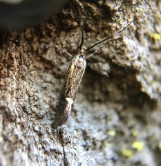Esperia sulphurella