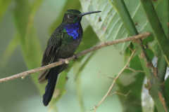 Campylopterus villaviscensio
