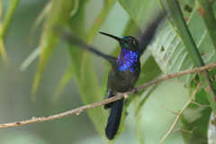 Campylopterus villaviscensio
