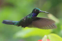 Campylopterus villaviscensio