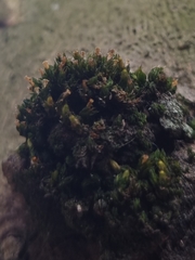 Orthotrichum diaphanum