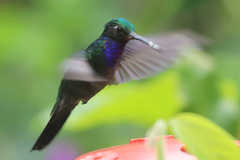 Campylopterus villaviscensio