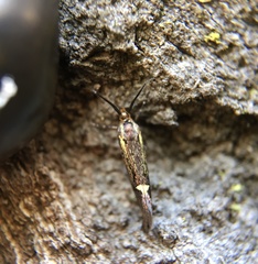 Esperia sulphurella