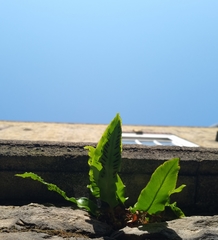 Asplenium scolopendrium