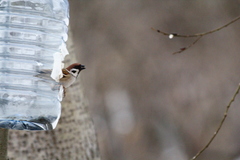 Passer montanus